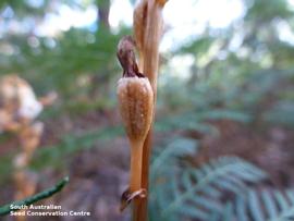   Fruit:   Gastrodia procera ; Photo by South Australian Seed Conservation Centre, used with permission
